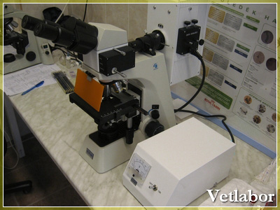 Fluoreszcens mikroszkóp